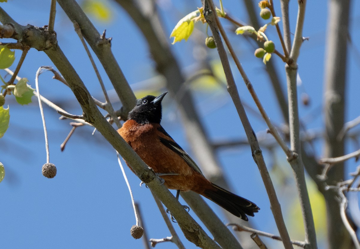 Orchard Oriole - ML617850636