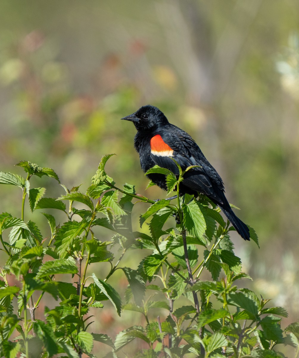 Red-winged Blackbird - ML617850656