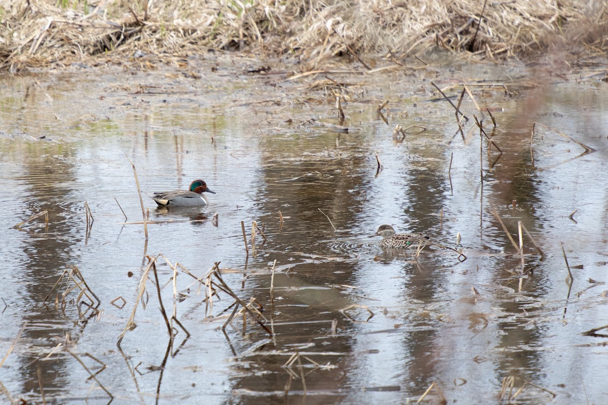 Green-winged Teal - ML617850680