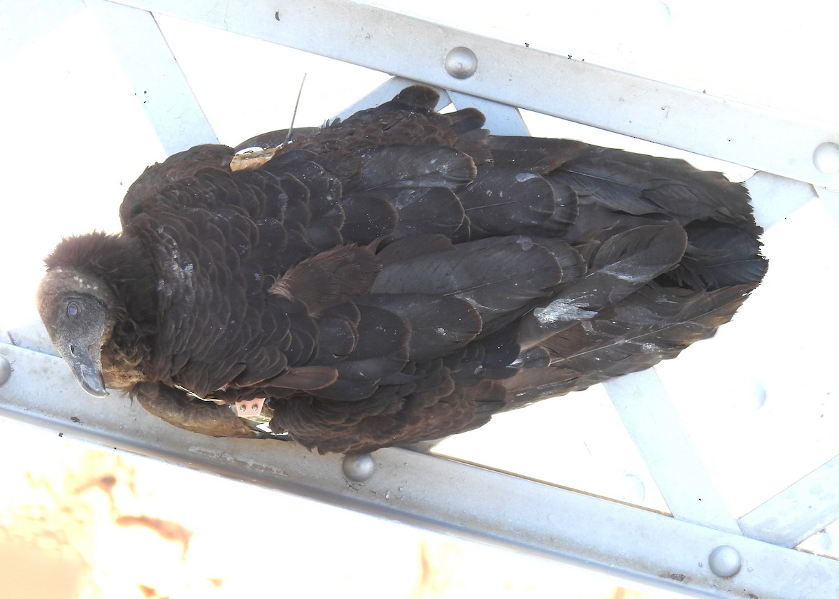 California Condor - ML617850695