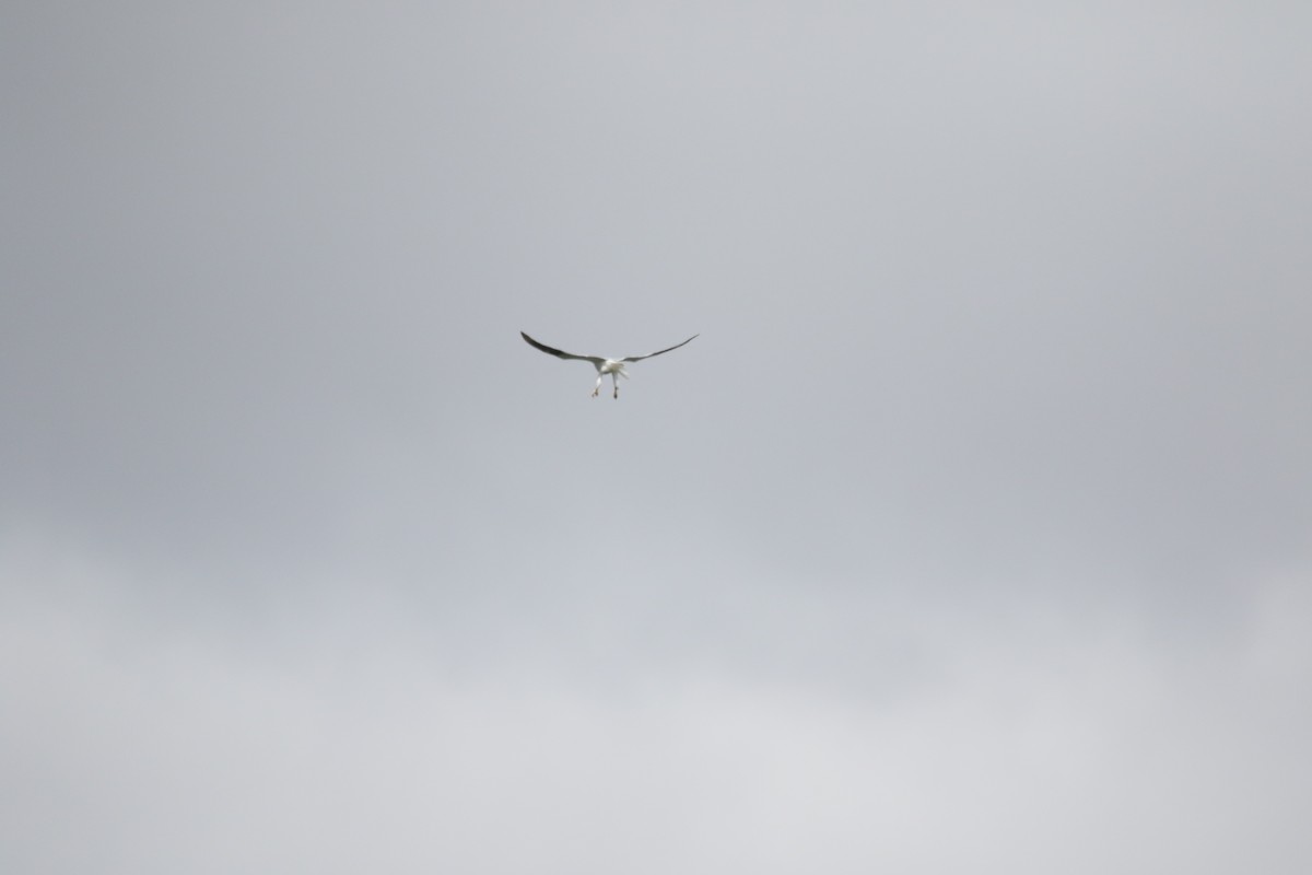 White-tailed Kite - ML617850703