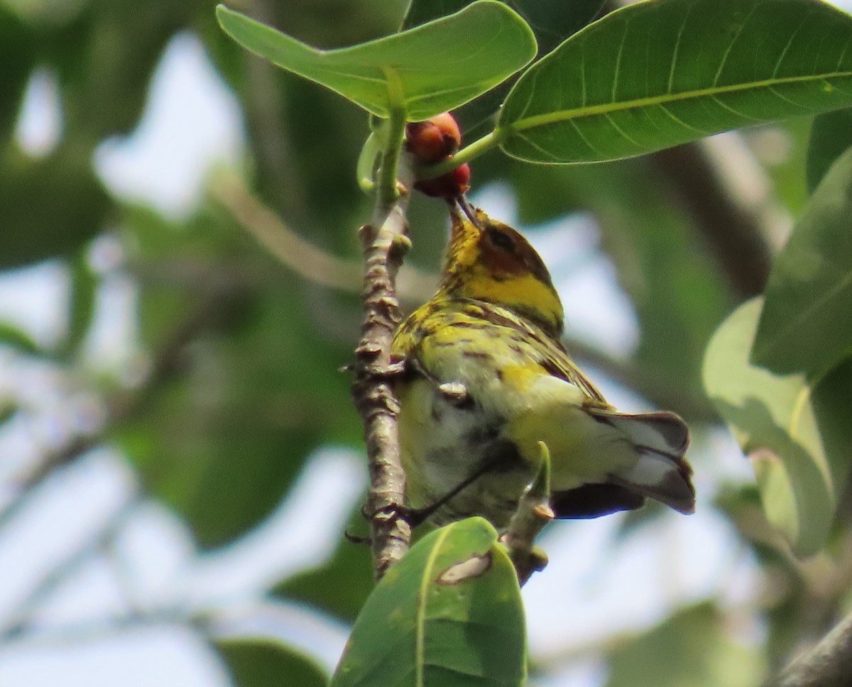 Cape May Warbler - ML617850714
