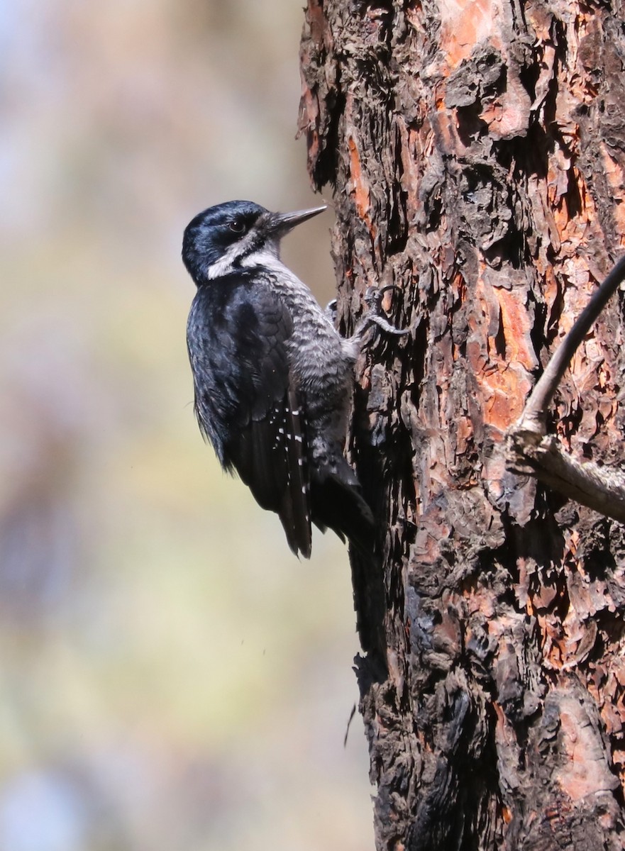 Black-backed Woodpecker - Jason Ransom