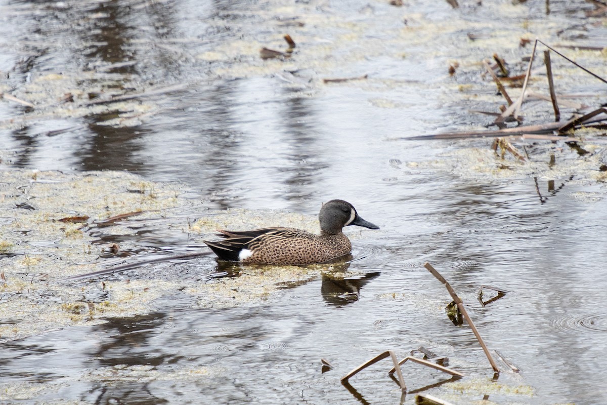 Blue-winged Teal - ML617850746