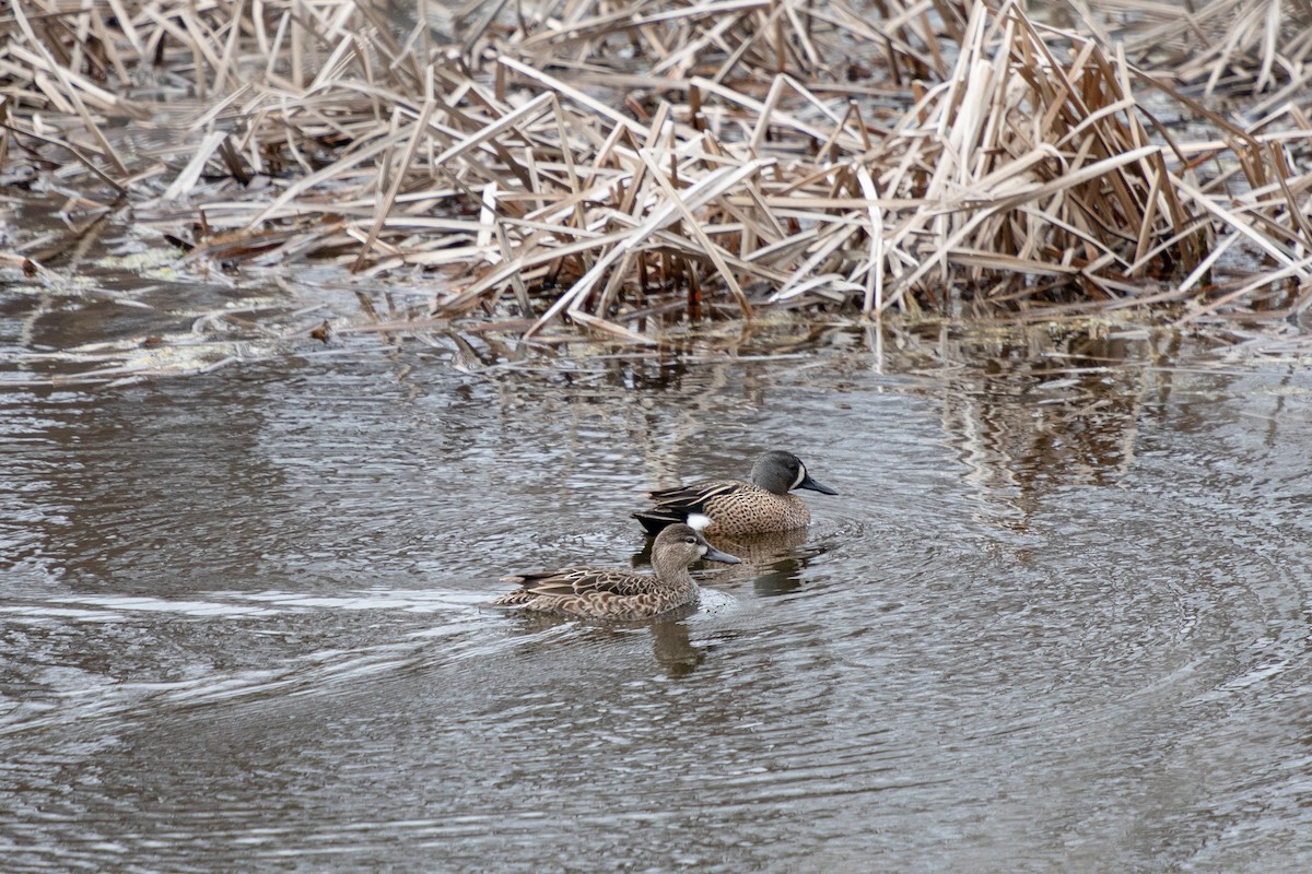 Blue-winged Teal - ML617850747