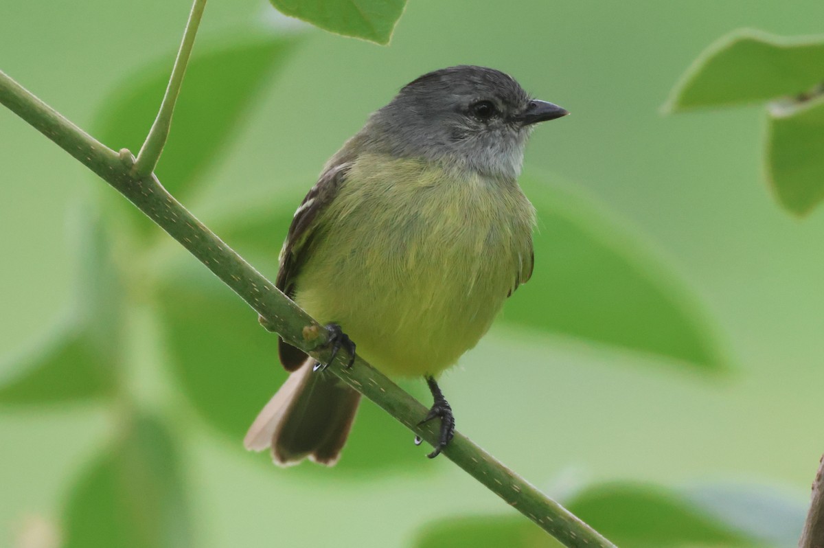 Yellow-crowned Tyrannulet - ML617850755