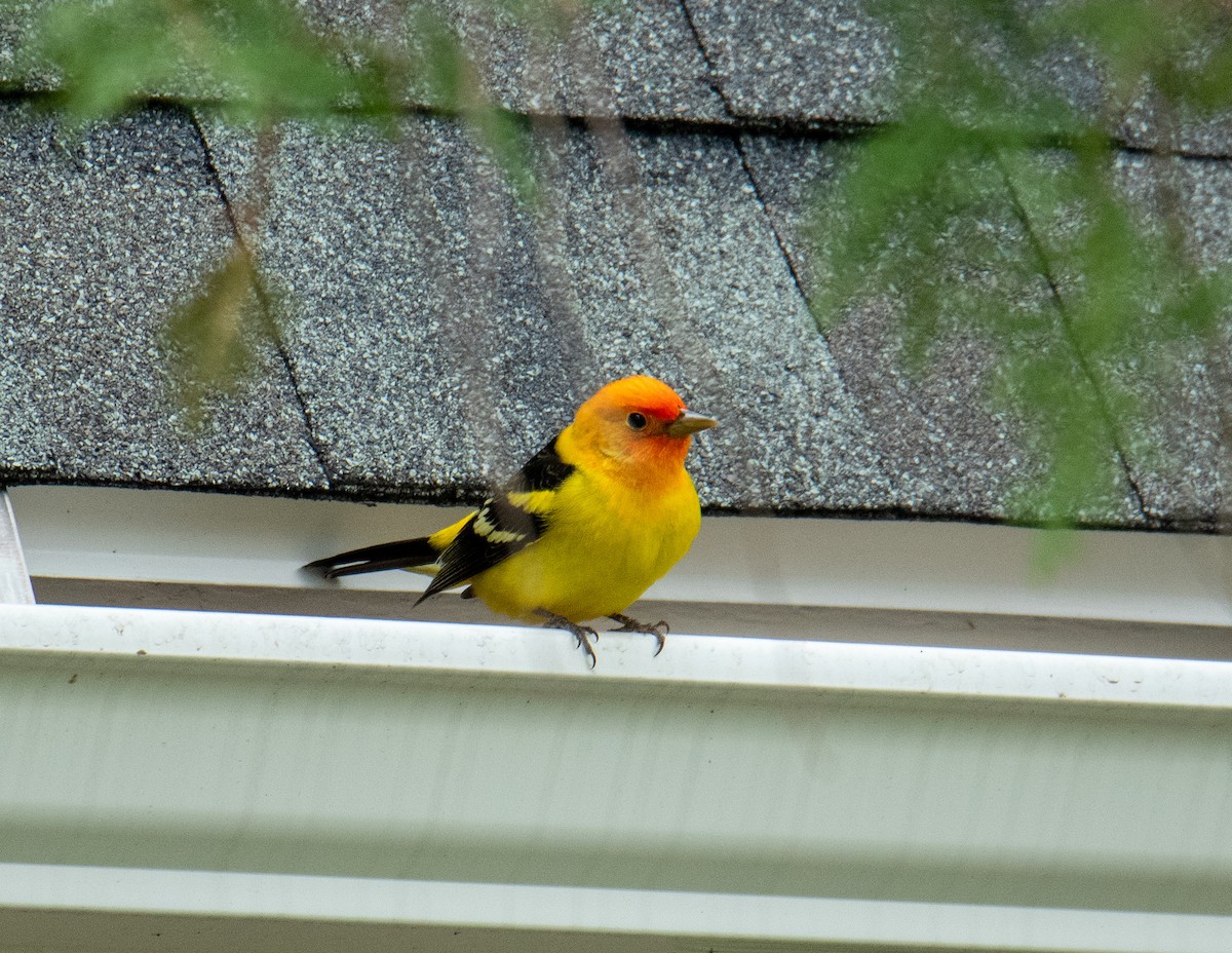 Western Tanager - ML617850818