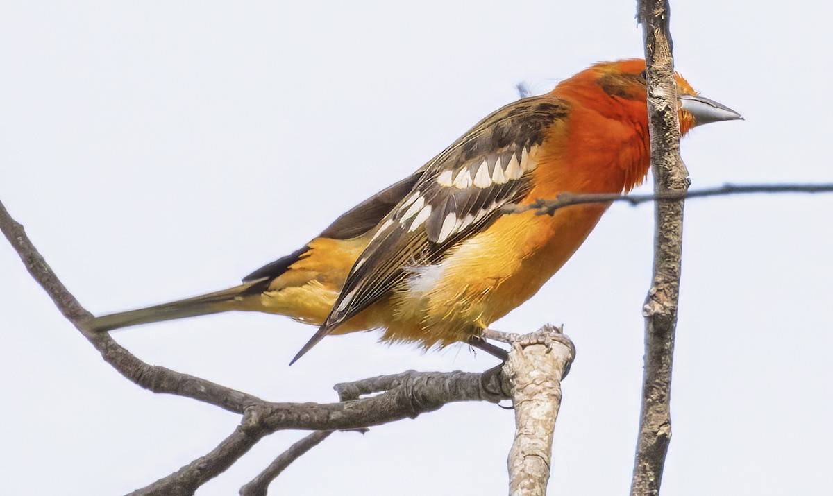 Flame-colored Tanager - ML617850879