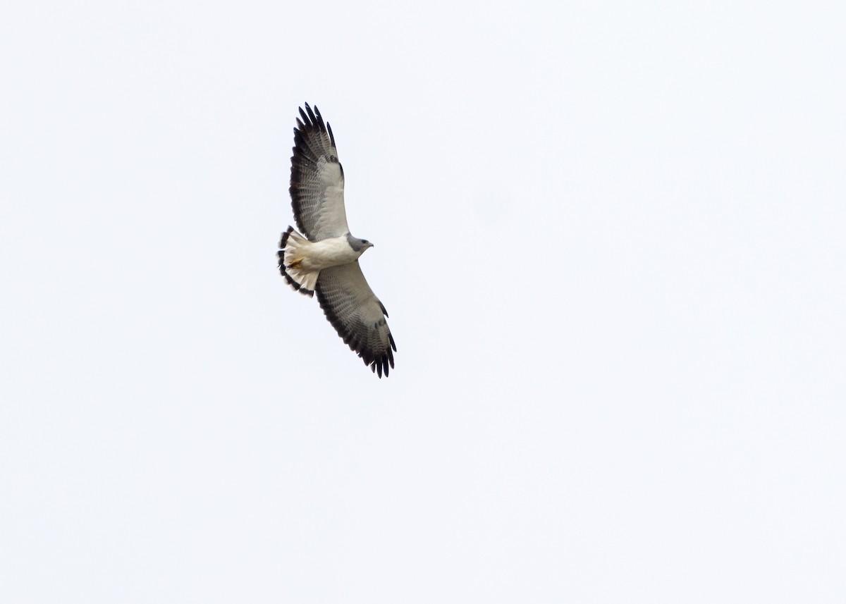 White-tailed Hawk - Muriel Neddermeyer