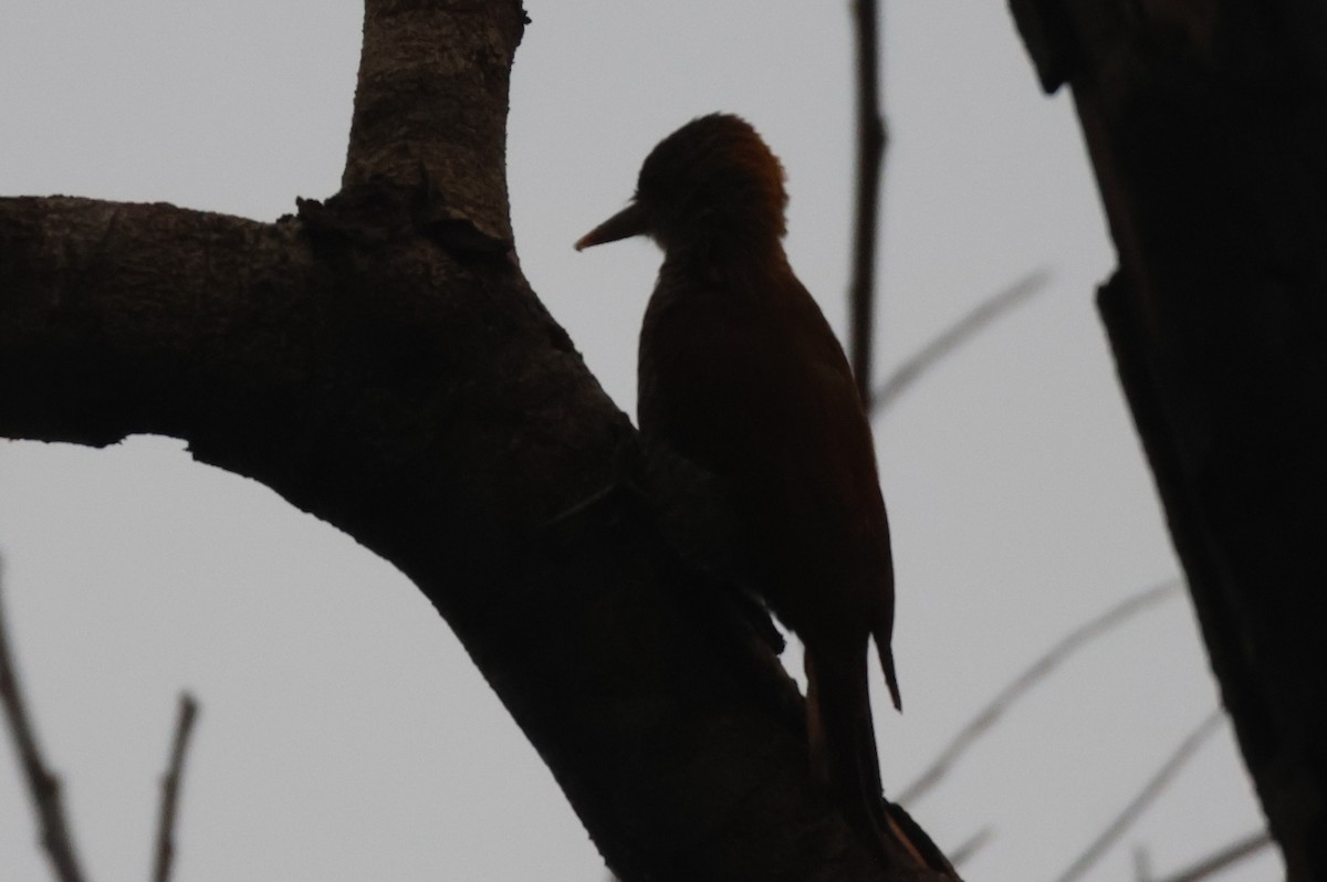 Red-rumped Woodpecker - ML617850913
