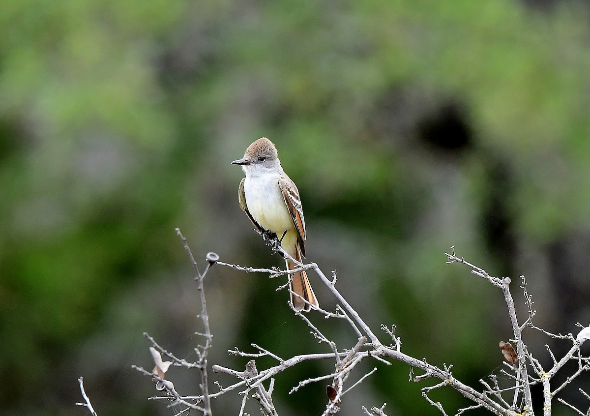 eBird Checklist - 19 Apr 2024 - Kerr WMA--Check Station area - 34 species