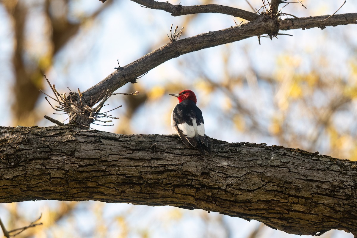 Red-headed Woodpecker - ML617850924