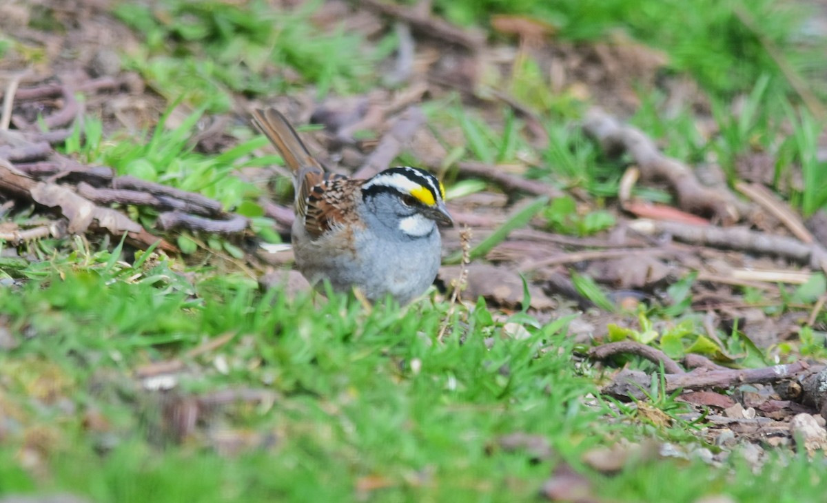 White-throated Sparrow - ML617850942