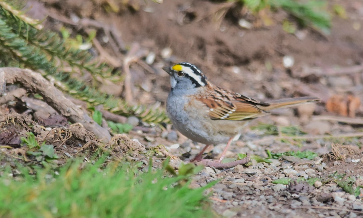 White-throated Sparrow - ML617850943