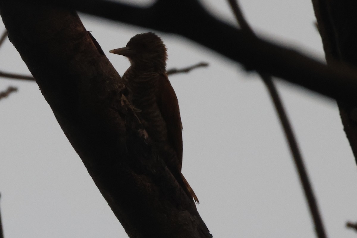 Red-rumped Woodpecker - ML617850953