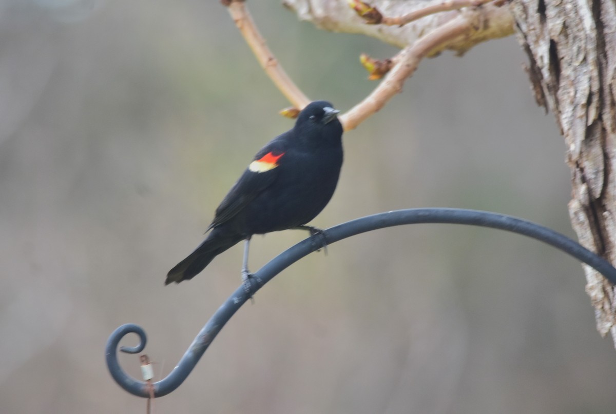 Red-winged Blackbird - ML617851008