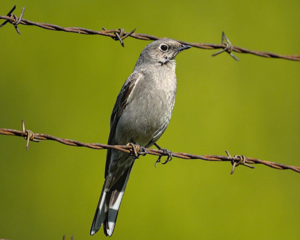 Townsend's Solitaire - ML617851010