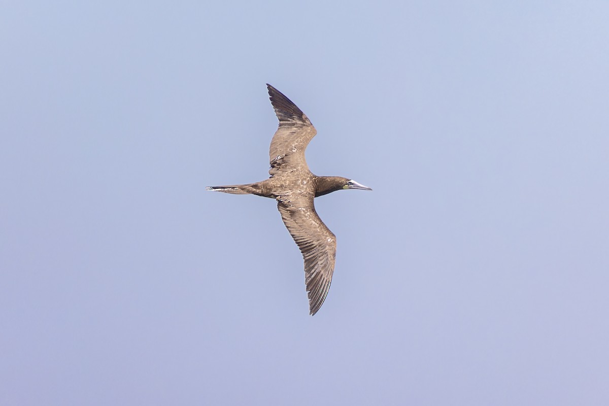 Brown Booby - ML617851035