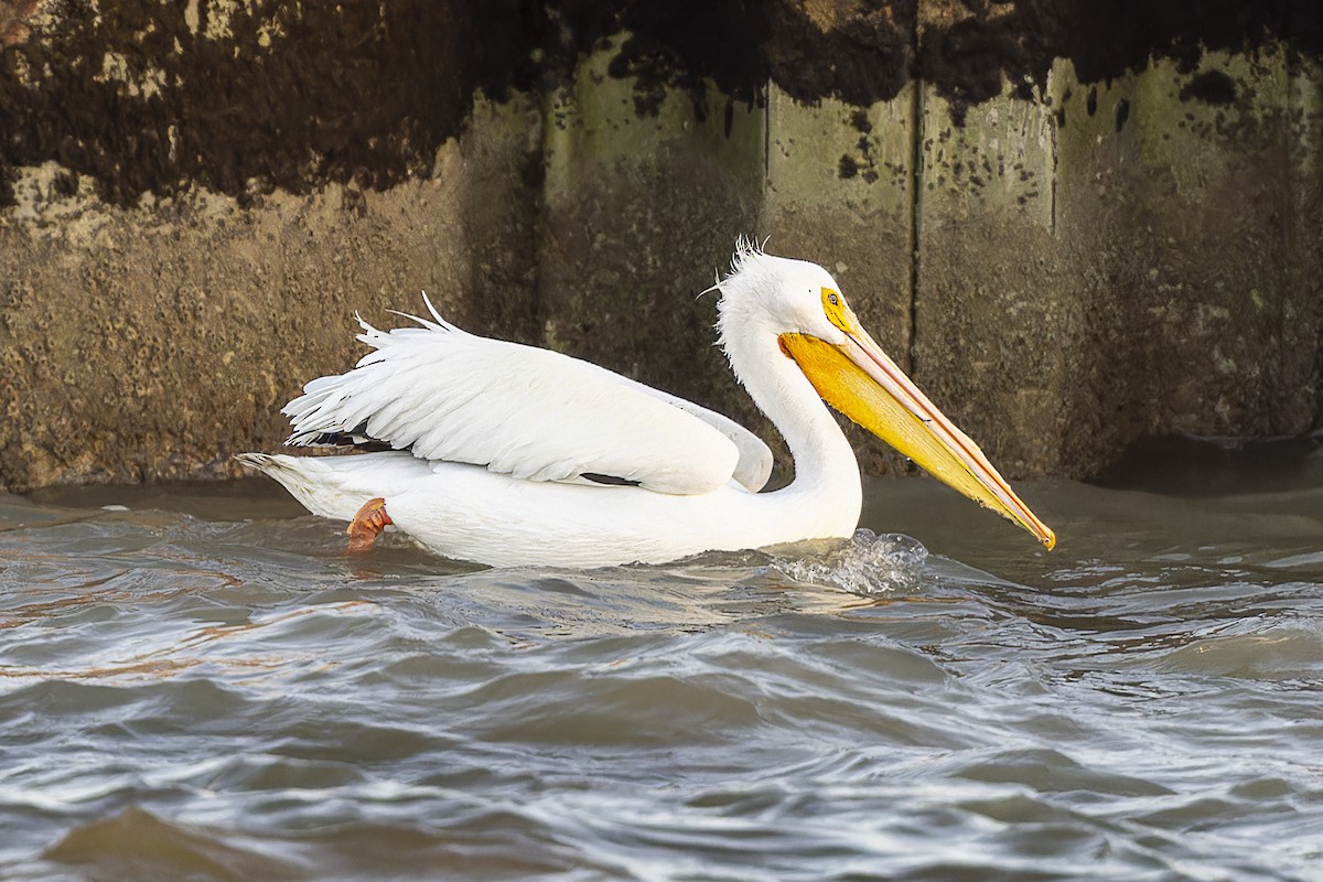 American White Pelican - Jack Crowe