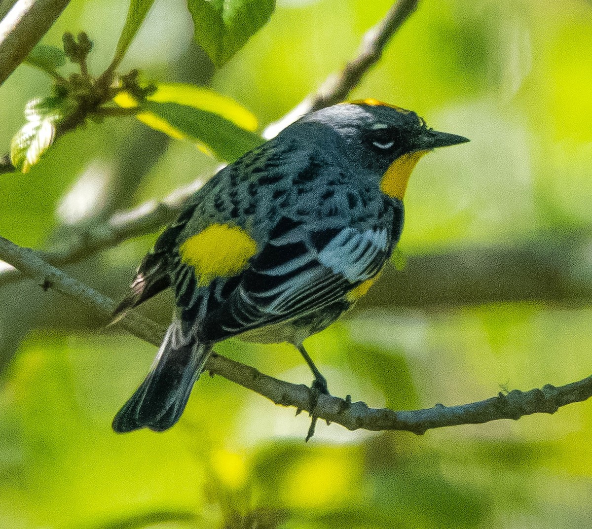 Yellow-rumped Warbler (Audubon's) - ML617851090