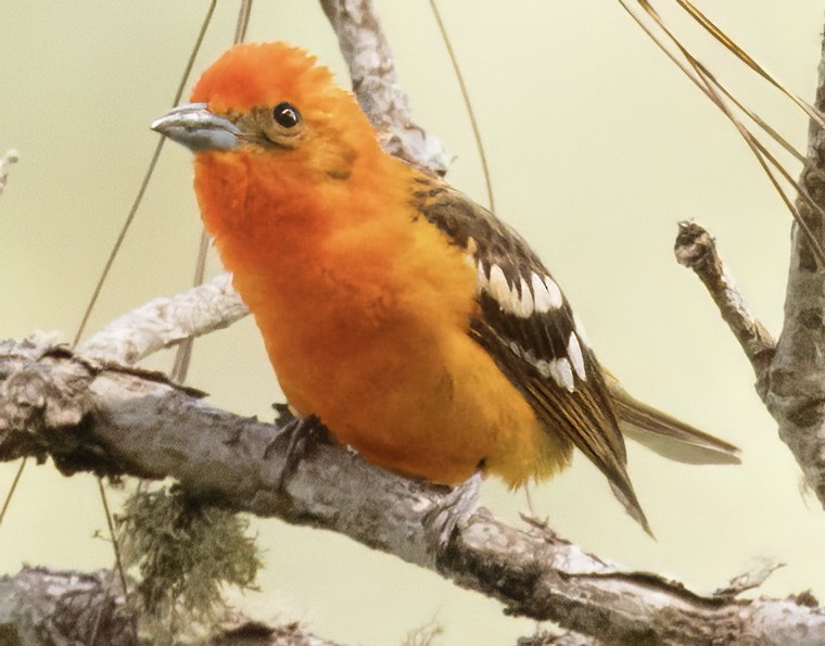 Flame-colored Tanager - ML617851143