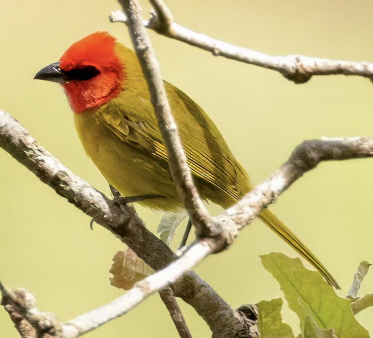Red-headed Tanager - ML617851191