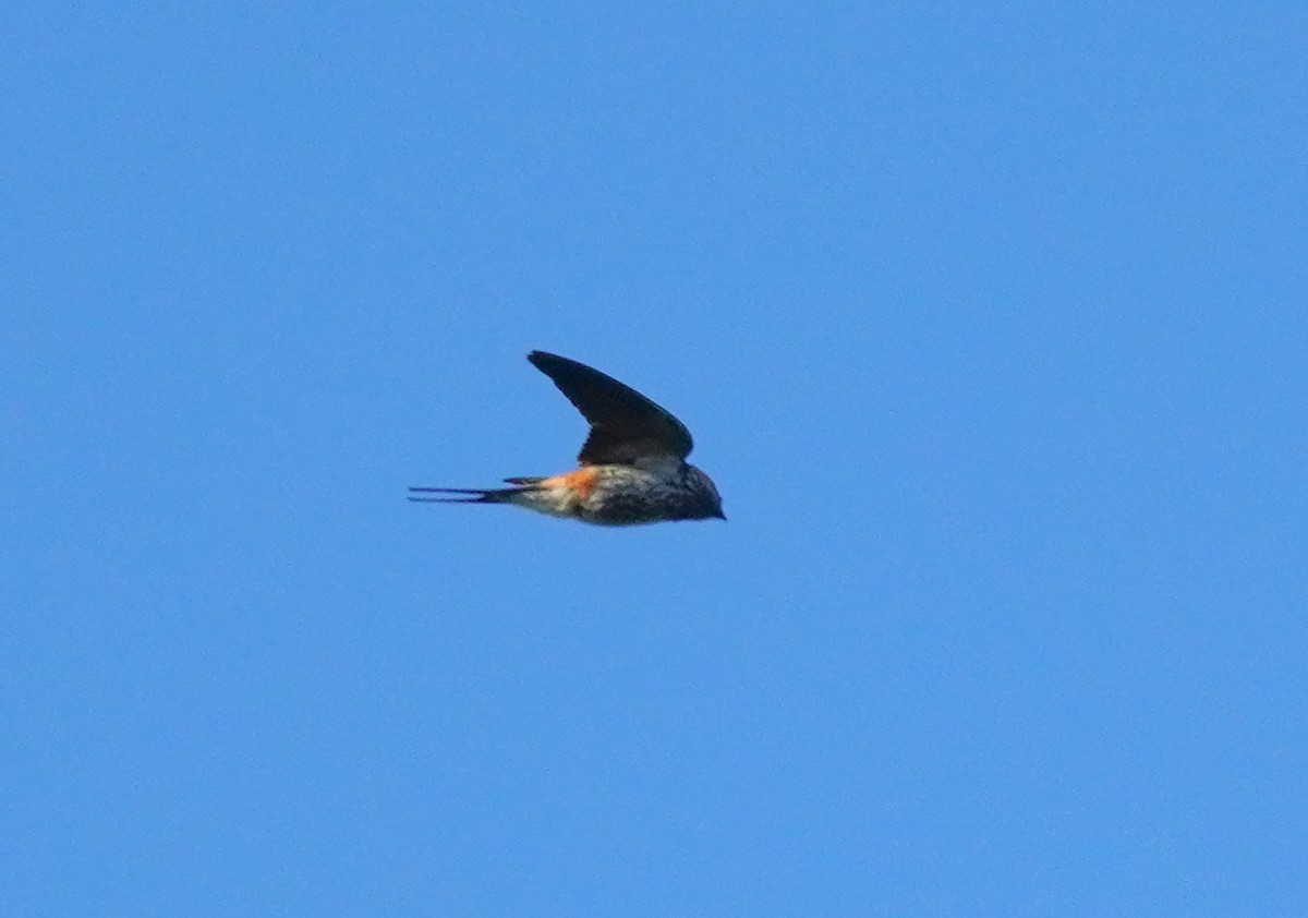 Lesser Striped Swallow - ML617851218