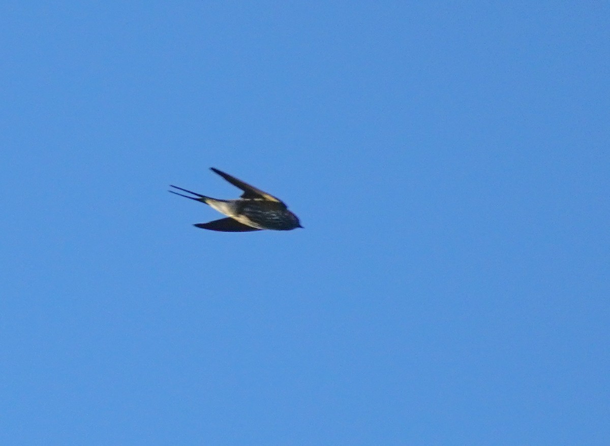 Lesser Striped Swallow - ML617851219