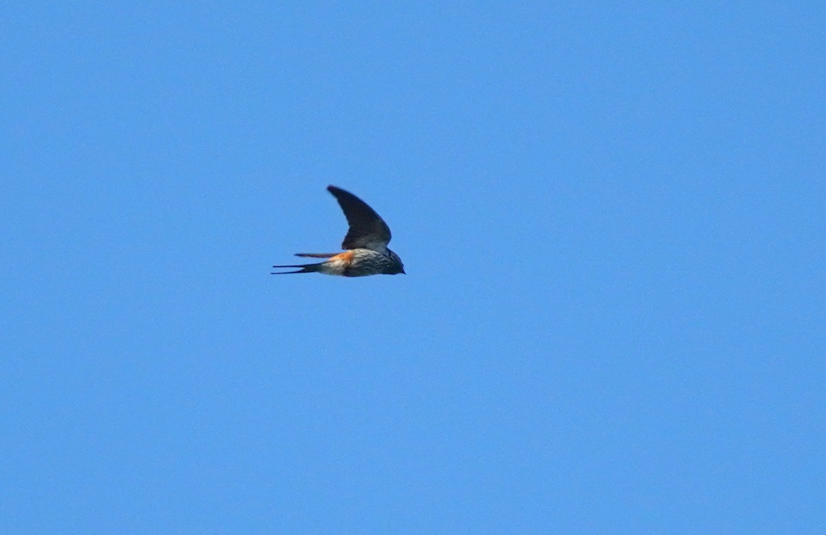 Lesser Striped Swallow - ML617851220