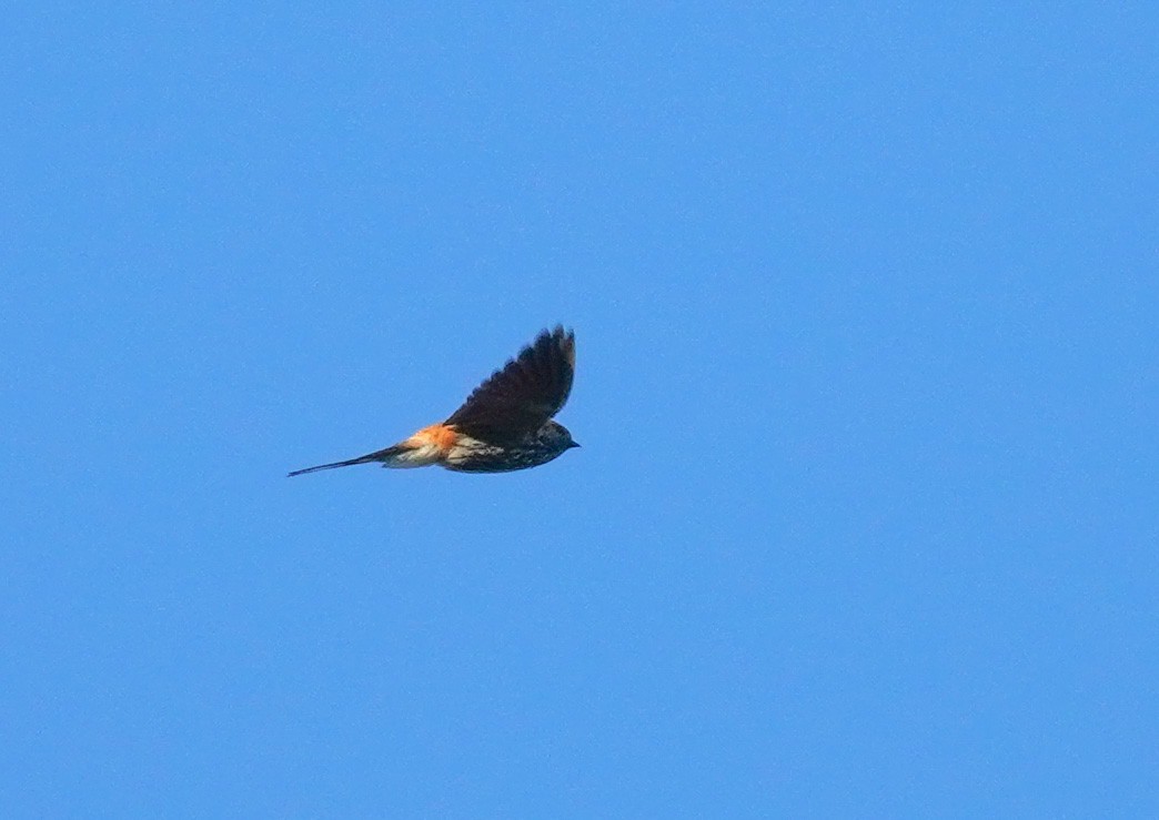 Lesser Striped Swallow - ML617851221