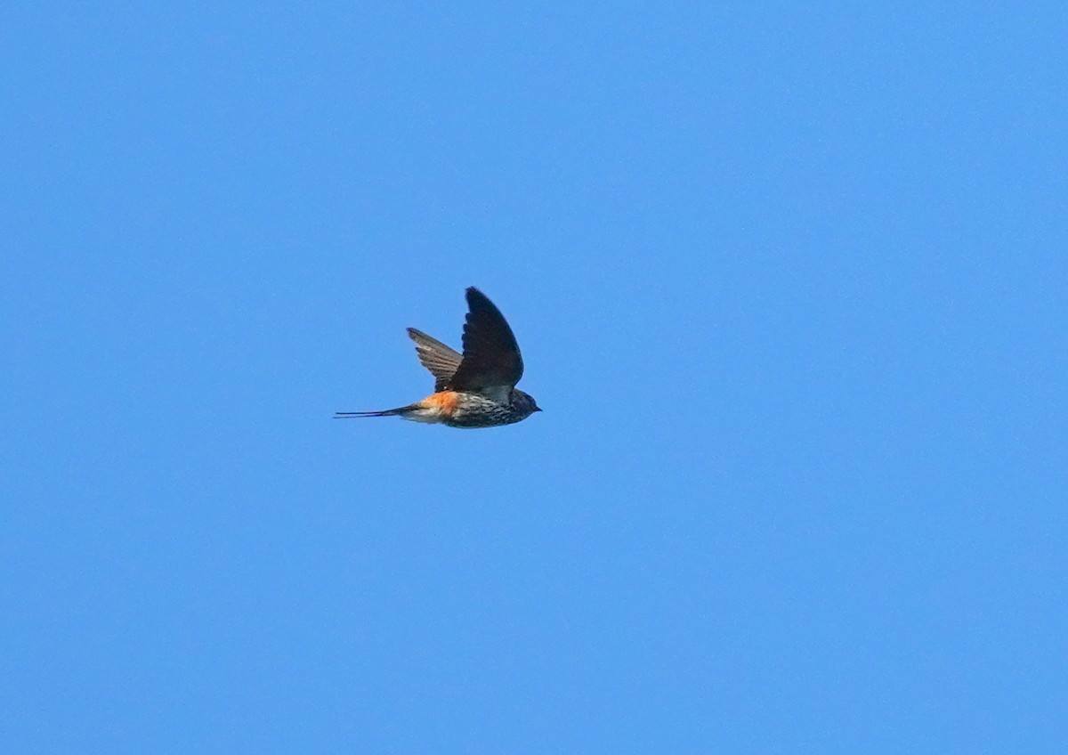 Lesser Striped Swallow - ML617851222