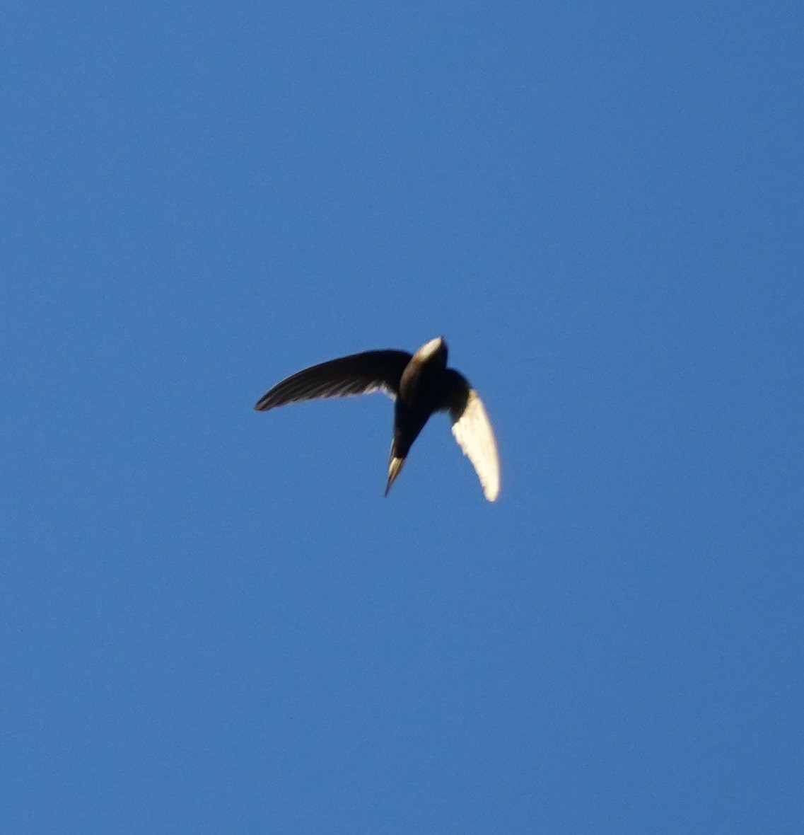White-rumped Swift - Sarah Foote