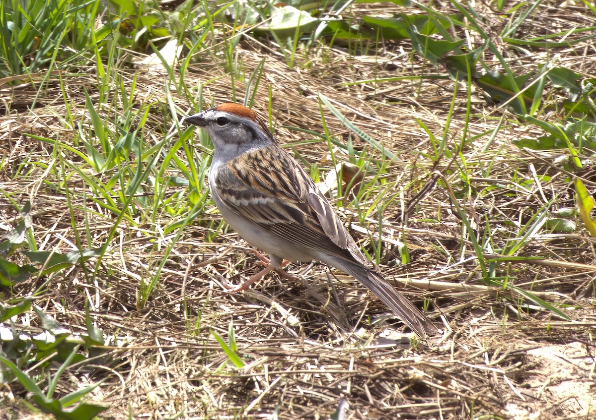 Chipping Sparrow - ML617851268