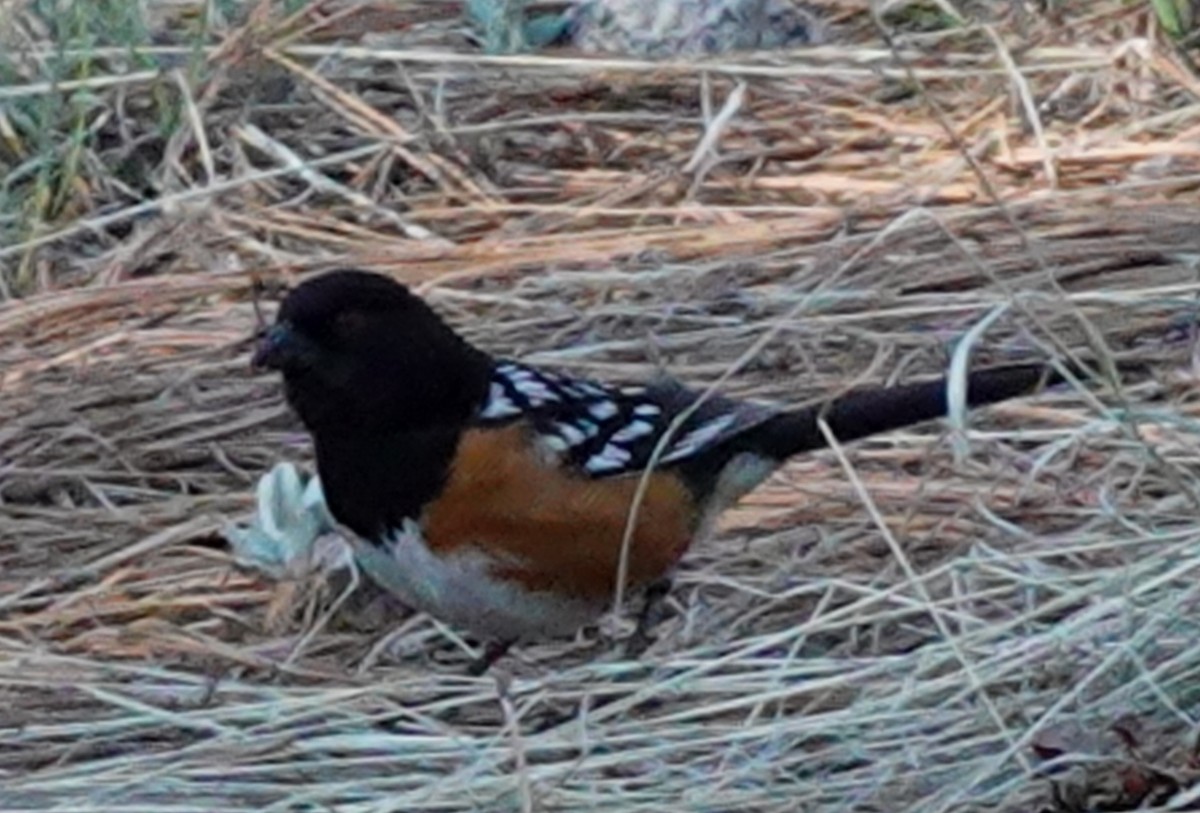 Spotted Towhee - ML617851279