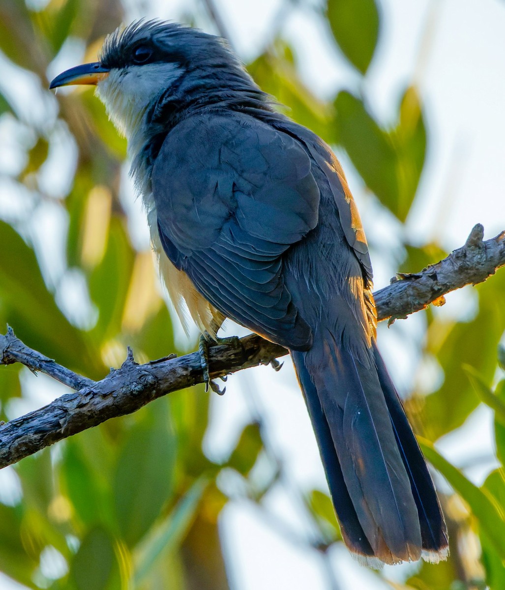 Mangrove Cuckoo - Kip Miller