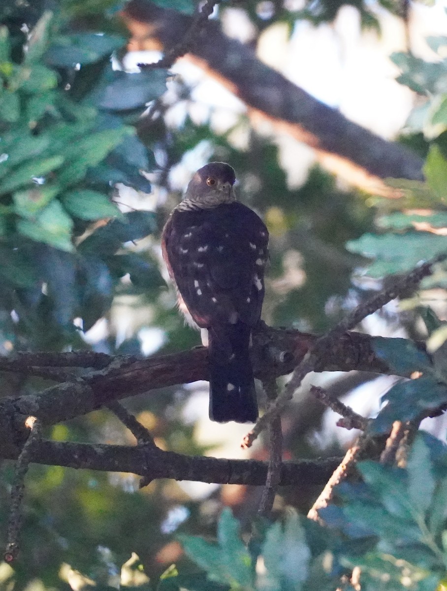Rufous-breasted Sparrowhawk - Sarah Foote
