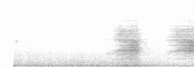 Chara de Steller (grupo diademata) - ML617851320
