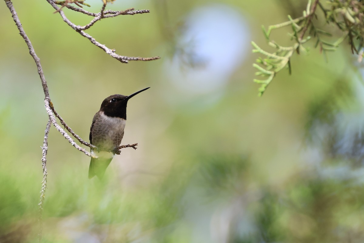 Black-chinned Hummingbird - Amanda Bielskas