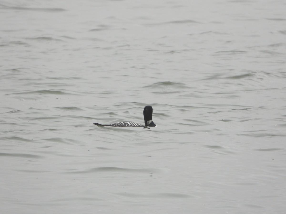 Common Loon - Cole Sage