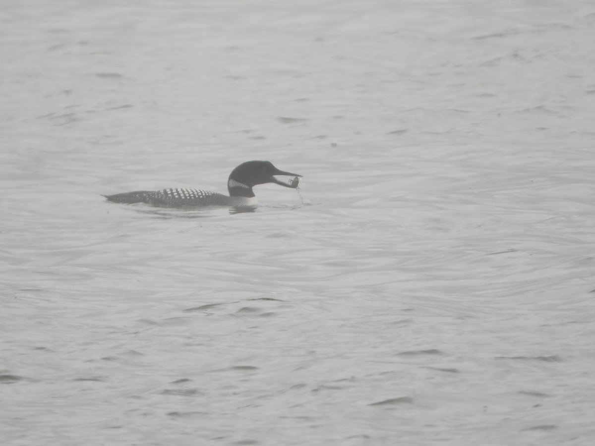 Common Loon - Cole Sage