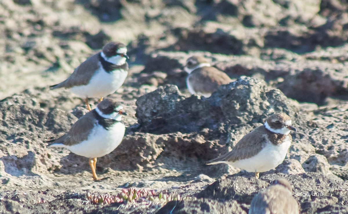 Semipalmated Plover - ML617851381