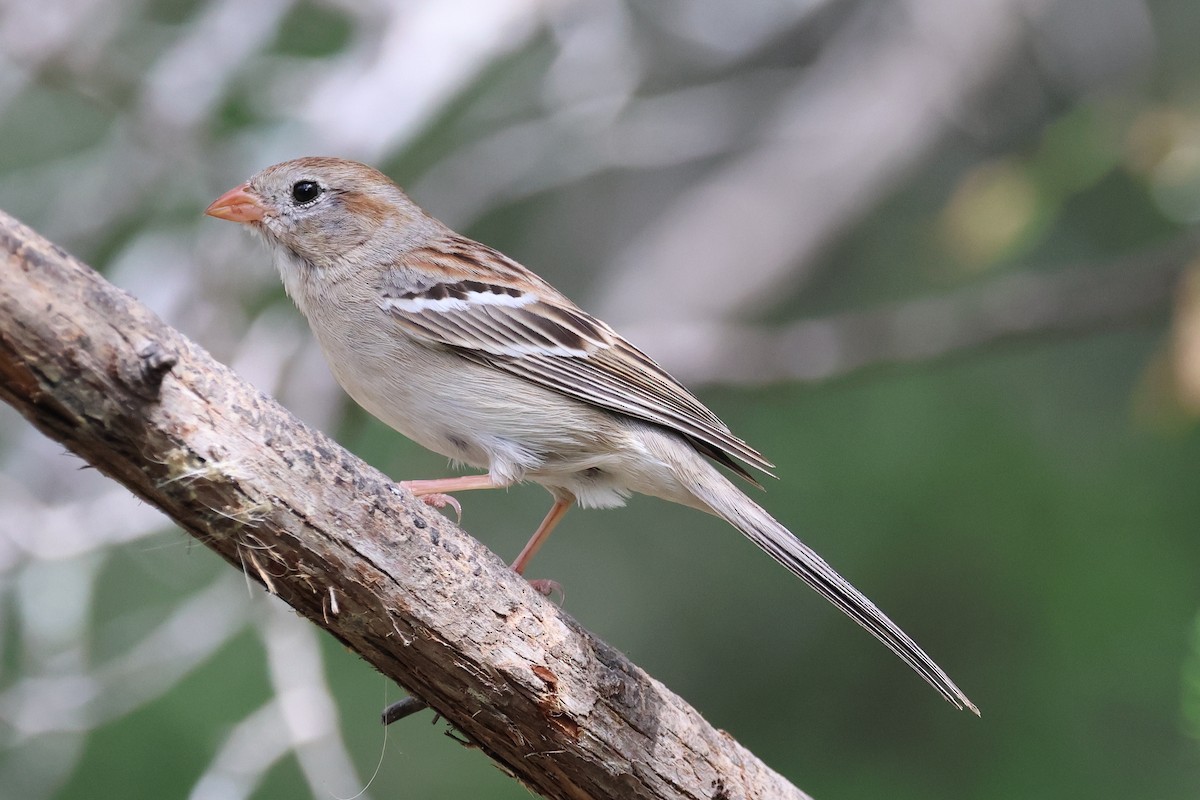 Field Sparrow - Amanda Bielskas