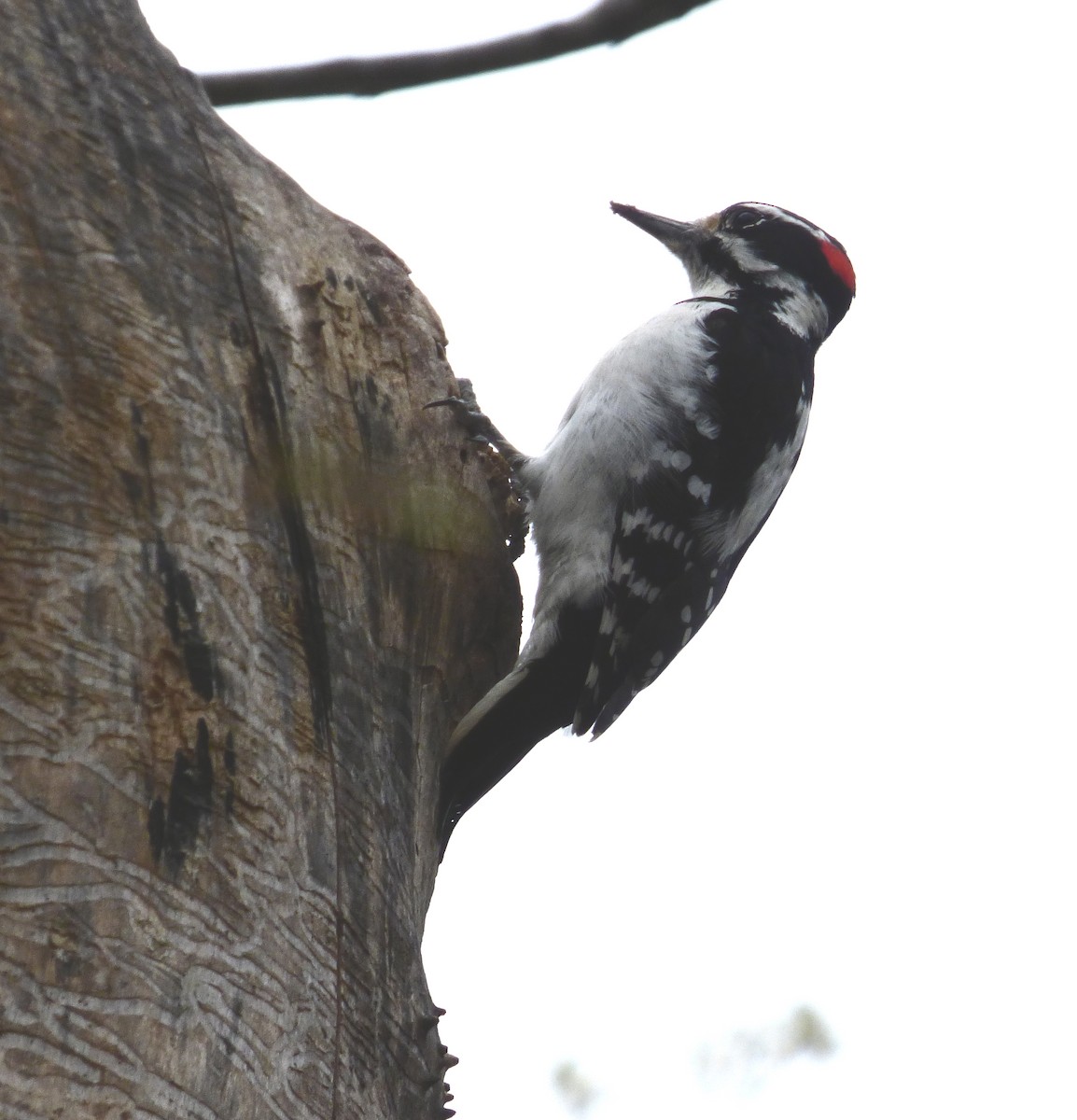 Hairy Woodpecker - ML617851422
