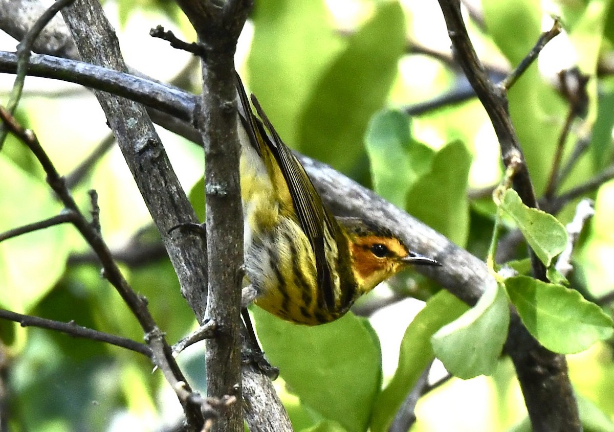 Cape May Warbler - ML617851436