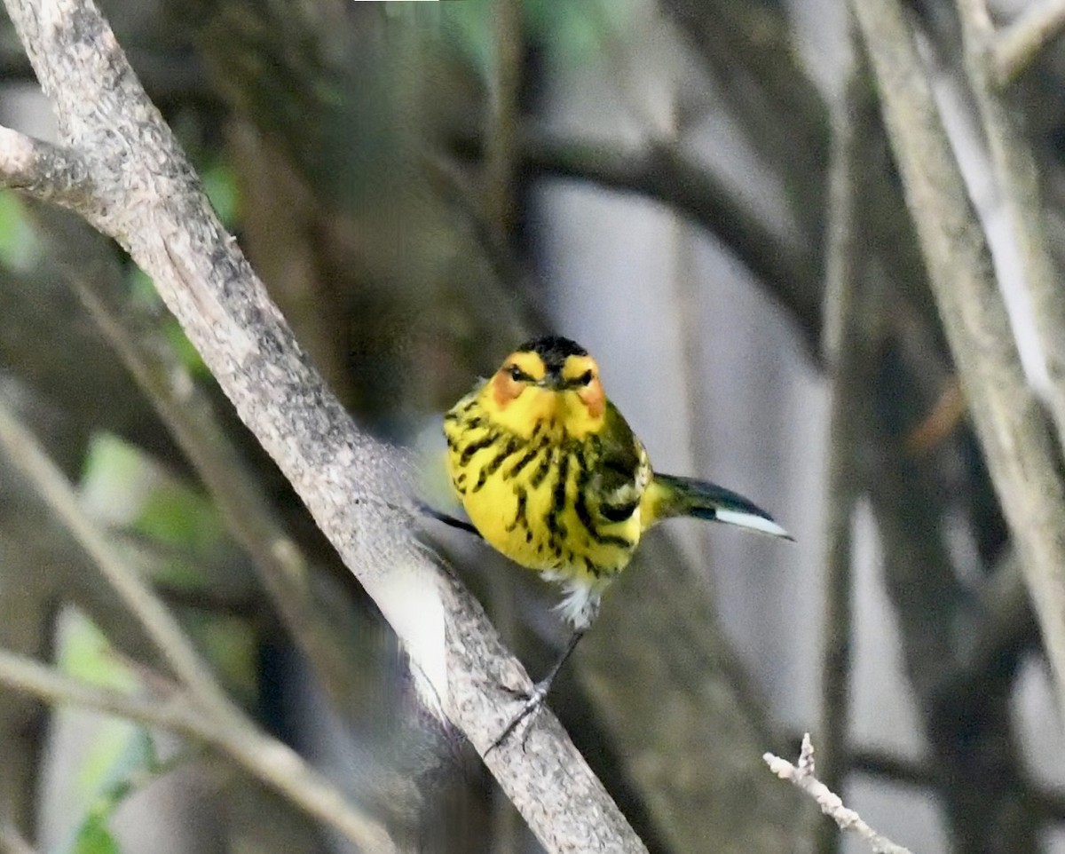 Cape May Warbler - ML617851477