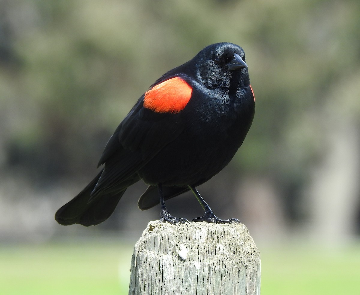 Red-winged Blackbird (California Bicolored) - ML617851484