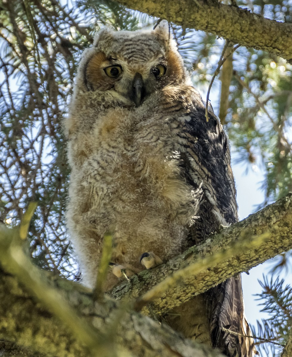 Great Horned Owl - ML617851504