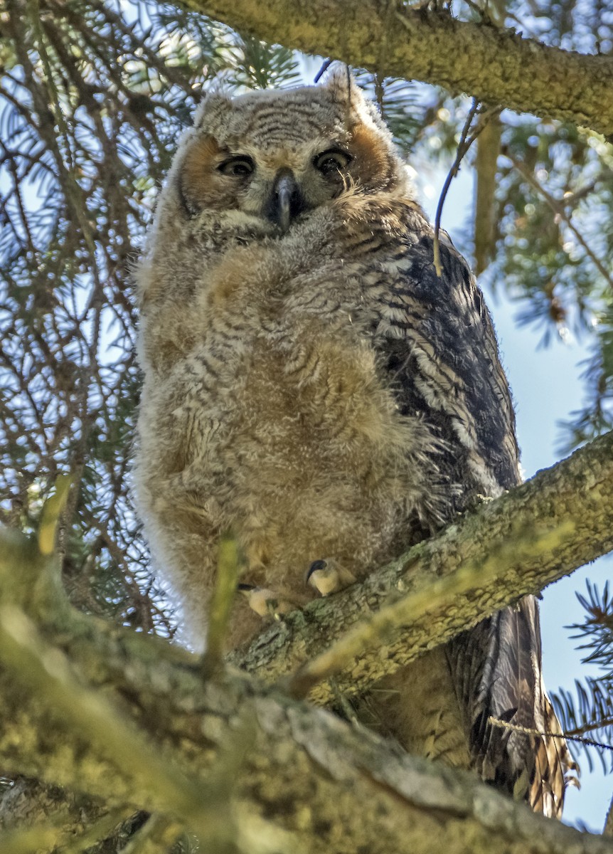 Great Horned Owl - Ken  Czworka