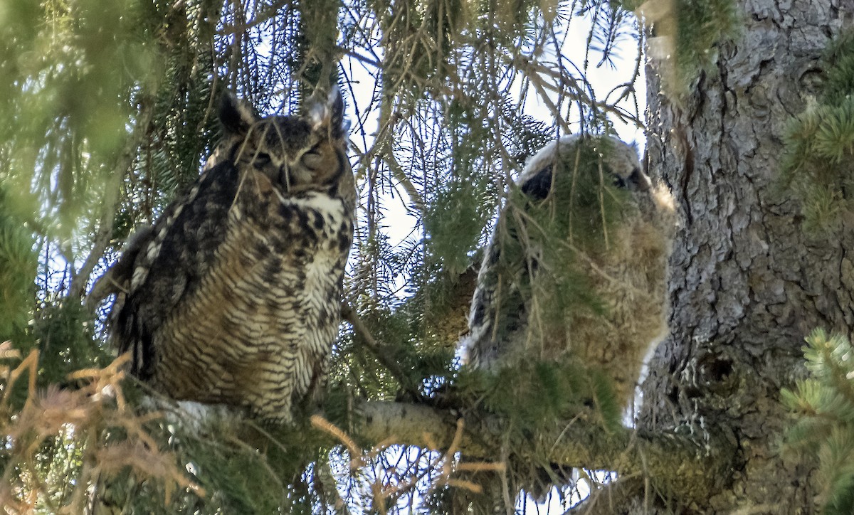 Great Horned Owl - ML617851509