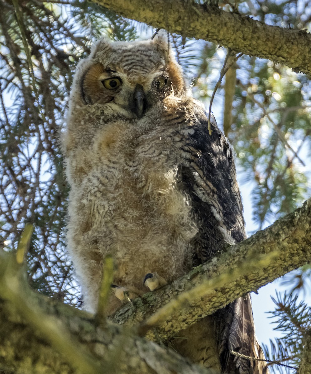 Great Horned Owl - ML617851510